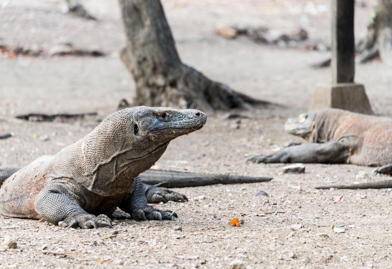 Ayana Komodo Waecicu Beach Labuan Bajo Εξωτερικό φωτογραφία